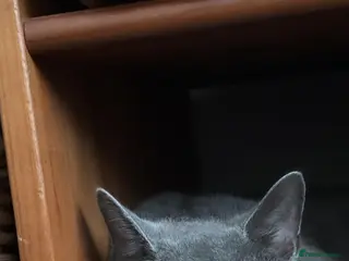 Mixed Breed cats Kittens for sale - Advert 2