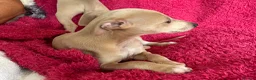Mixed Breed dogs for sale: Stunning Wiggy’s Italian greyhound x whippet  - Advert 24