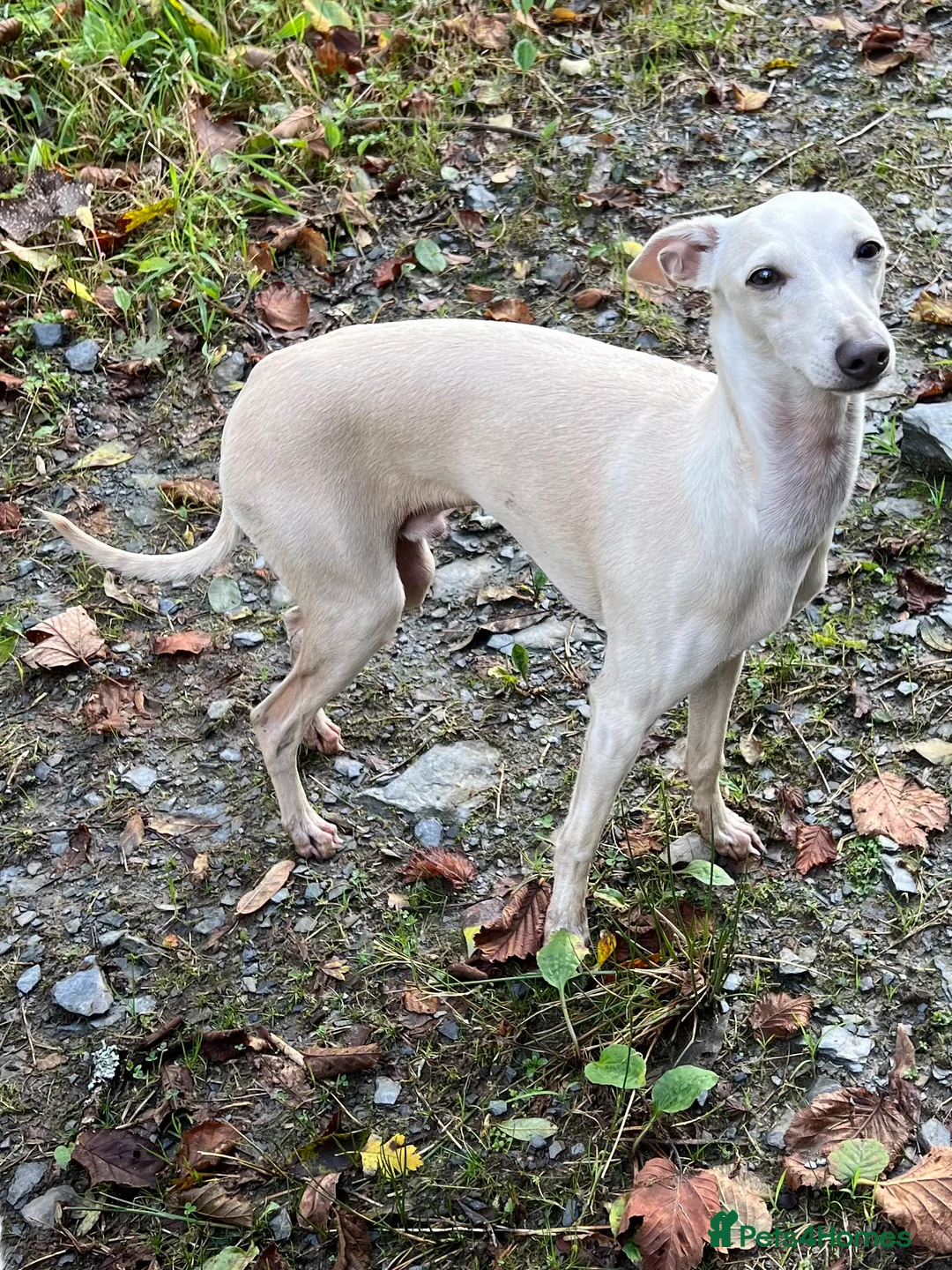 Italian Greyhound dogs for sale:     Italian Greyhound. Babies  - Advert 16