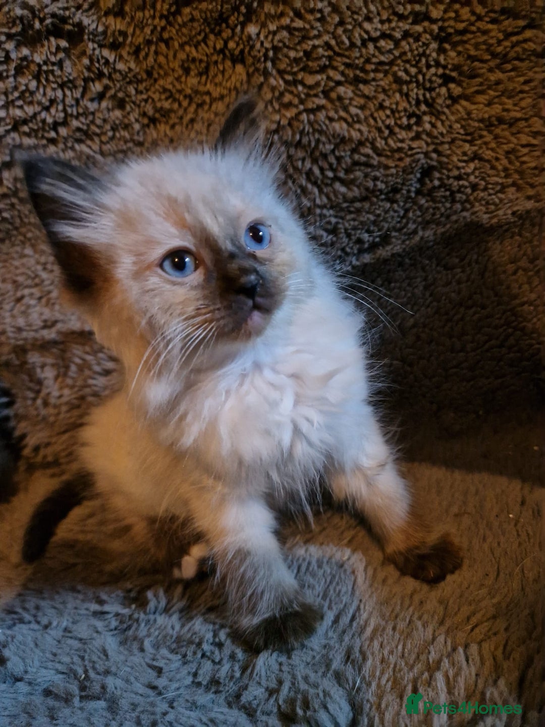 Ragdoll cats for sale: Cute playful ragdoll kittens 😸  - Advert 4