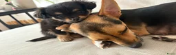 Mixed Breed dogs for sale: AVAILABLE- READY TO GO puppies-pomchi/jackchi - Advert 4