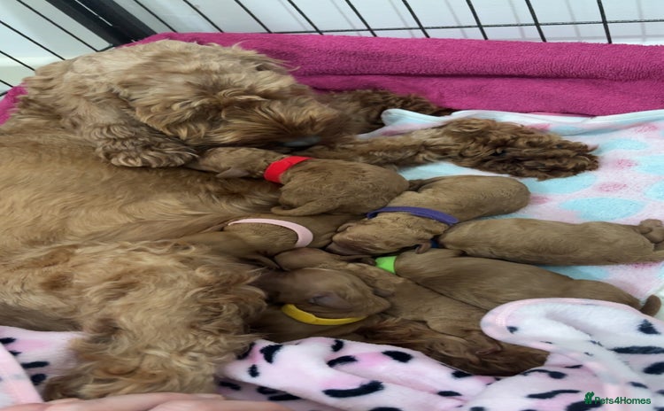 Cockapoo dogs Red cockapoo pups 😍 3 weeks old almost  - Advert 4