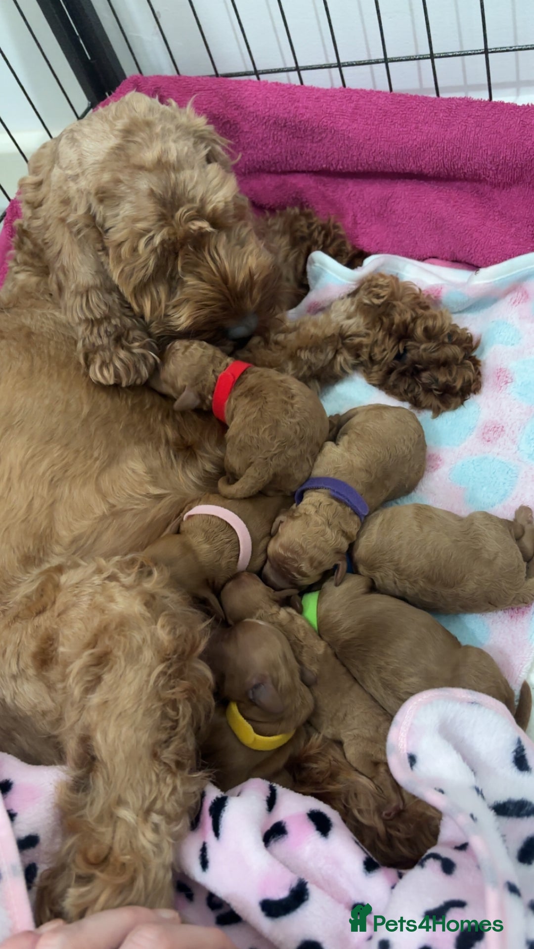 Cockapoo dogs for sale: Red cockapoo pups 😍 3 weeks old almost  - Advert 5