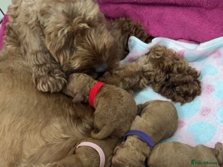 Cockapoo dogs Red cockapoo pups 😍 3 weeks old almost - Advert 5