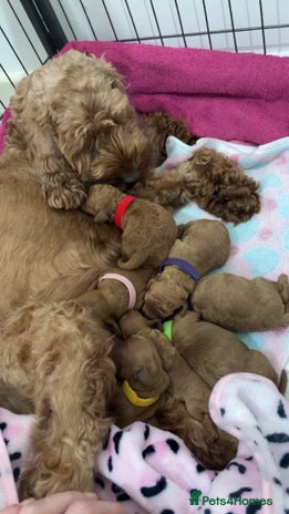 Cockapoo dogs Red cockapoo pups 😍 3 weeks old almost - Advert 1