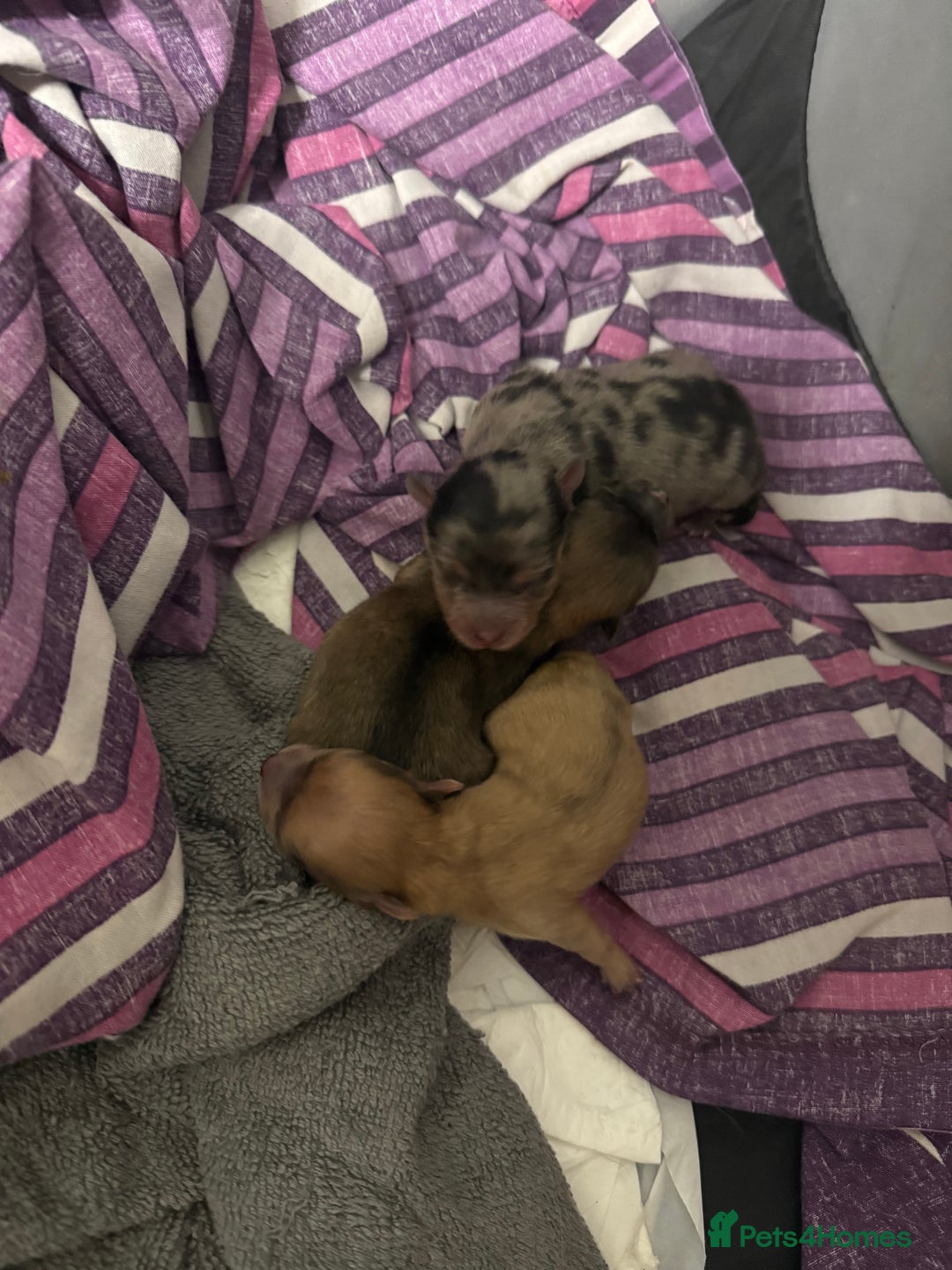 Pomchi dogs for sale: Pomchi puppies 😍 - Advert 4