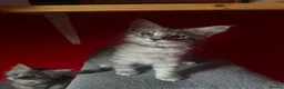 Maine Coon cats for sale: “Stunning” Maine Coon Kittens Ready to Leave Now - Advert 16