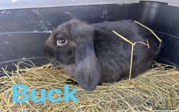 French Lop rabbits for sale: French x Mini Lop Bucks - Image 3