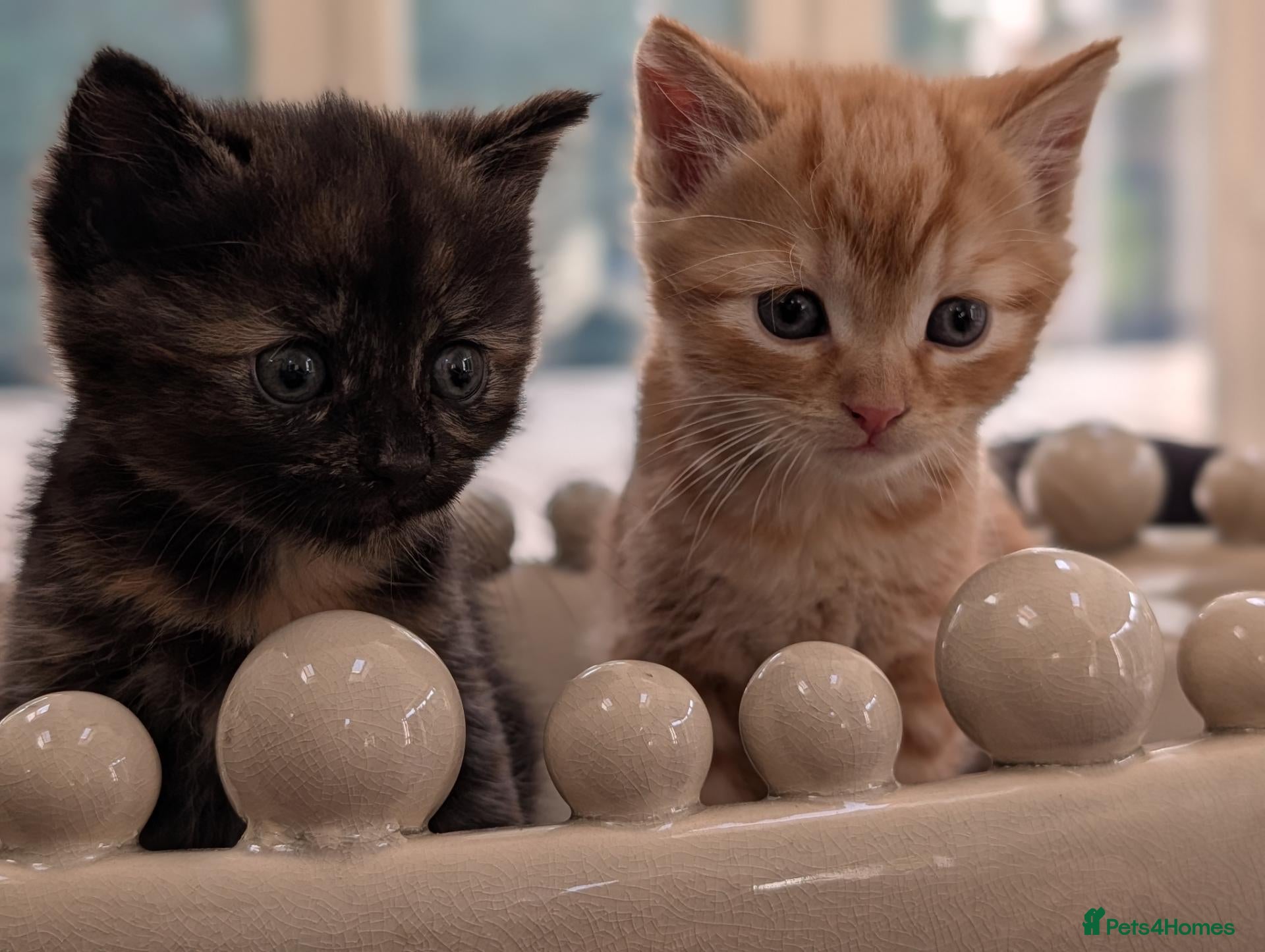 Mixed Breed cats 2 Bengal/Norwegian forest Kittens  - Advert 11