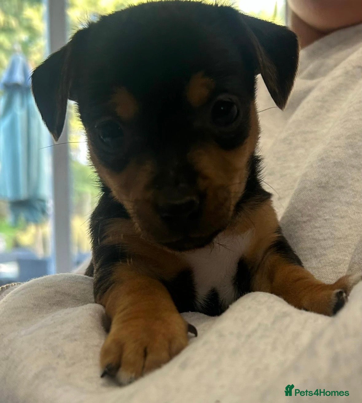 Jack Russell dogs Beautiful Jack Russell babies  - Advert 1