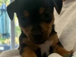 Jack Russell dogs Beautiful Jack Russell babies - Advert 1