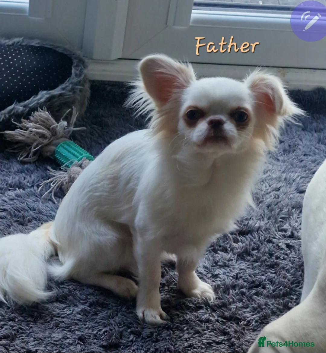 Chihuahua dogs for sale: Beautiful Chihuahua Puppies  - Advert 19