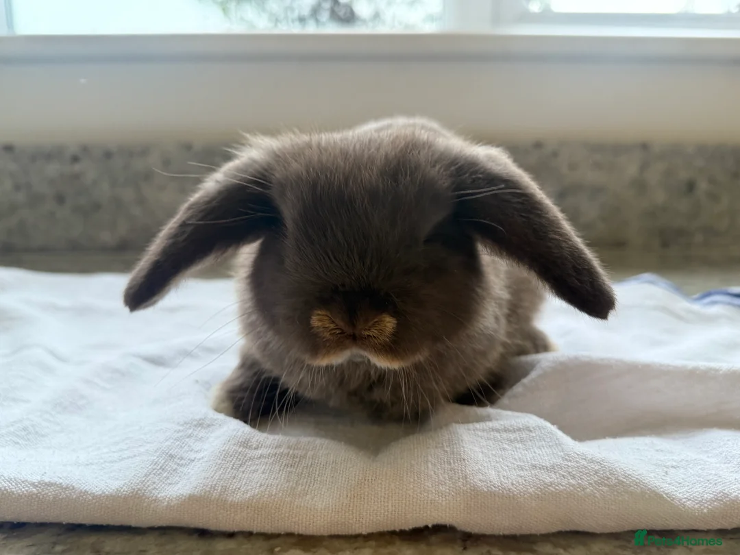 Mini Lop rabbits for sale: Beautiful Mini Lop Babies  - Advert 4