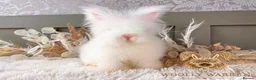 Angora rabbits for sale: 3 BEAUTIFUL VACCINATED ANGORAS READY NOW - Advert 11
