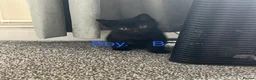 Mixed Breed cats for sale: I have 4 lovely kittens ready for their new homes  - Advert 4