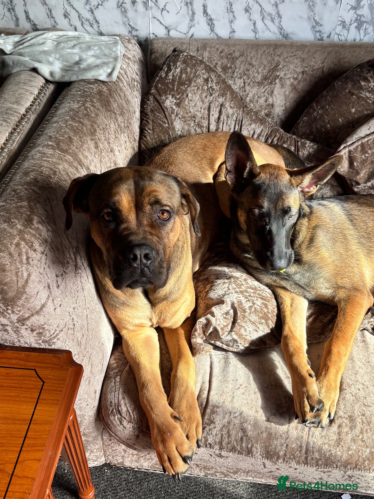 Mixed Breed dogs Mastiff needing a new home EXPERIENCE OWNERS ONLY - Advert 5