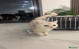 British Shorthair cats for sale: British short hair - Image 3