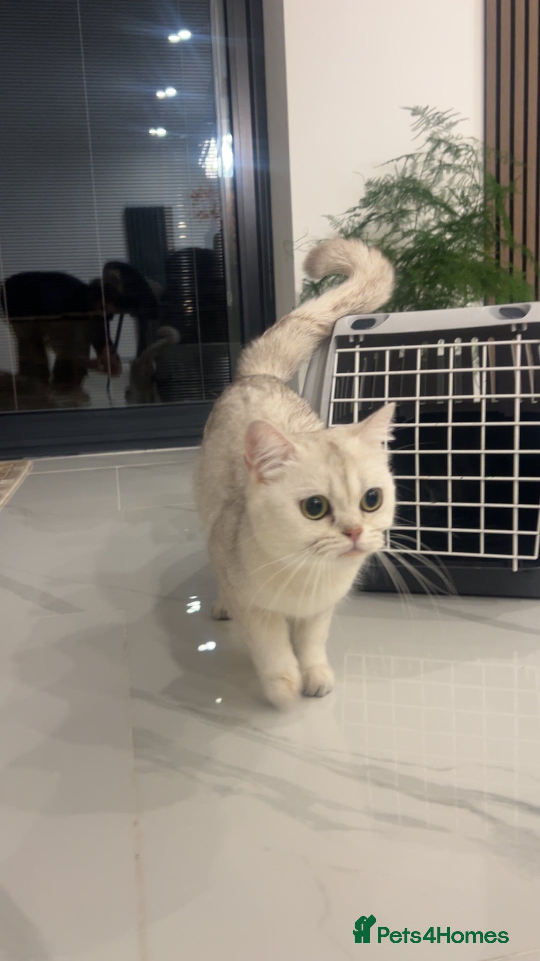 British Shorthair cats for sale: British short hair - Image 3