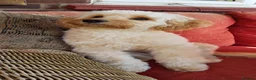 Cockapoo dogs for sale: Beautiful Hudson needs a loving forever home  - Advert 4