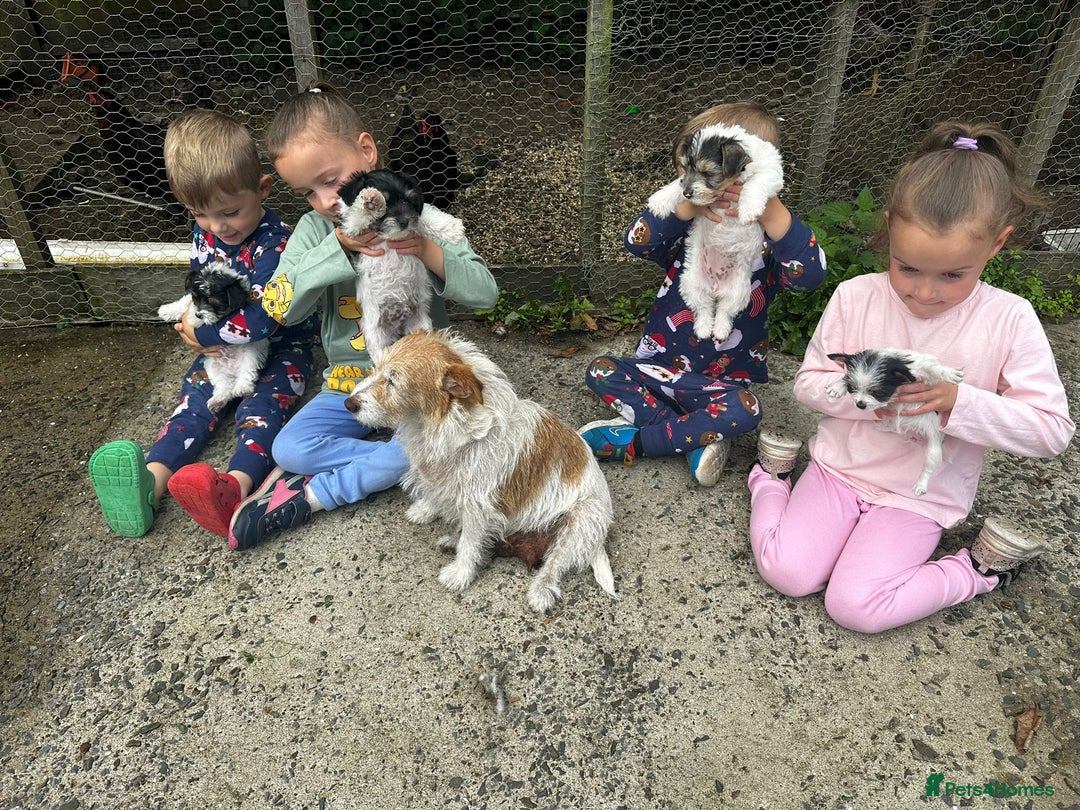 Mixed Breed dogs for sale: Jackawawa pups - Image 8