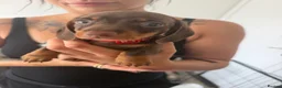 Miniature Dachshund dogs for sale: Fully vaccinated READY NOW Minature Dachshund Pups - Advert 15