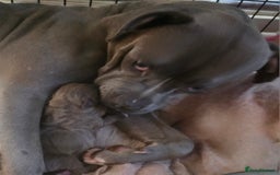 Mixed Breed dogs for sale: Dogue de bordeaux x staff puppies  - Image 22