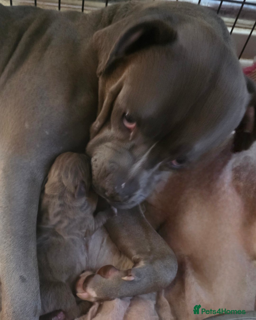 Mixed Breed dogs for sale: Dogue de bordeaux x staff puppies  - Image 22
