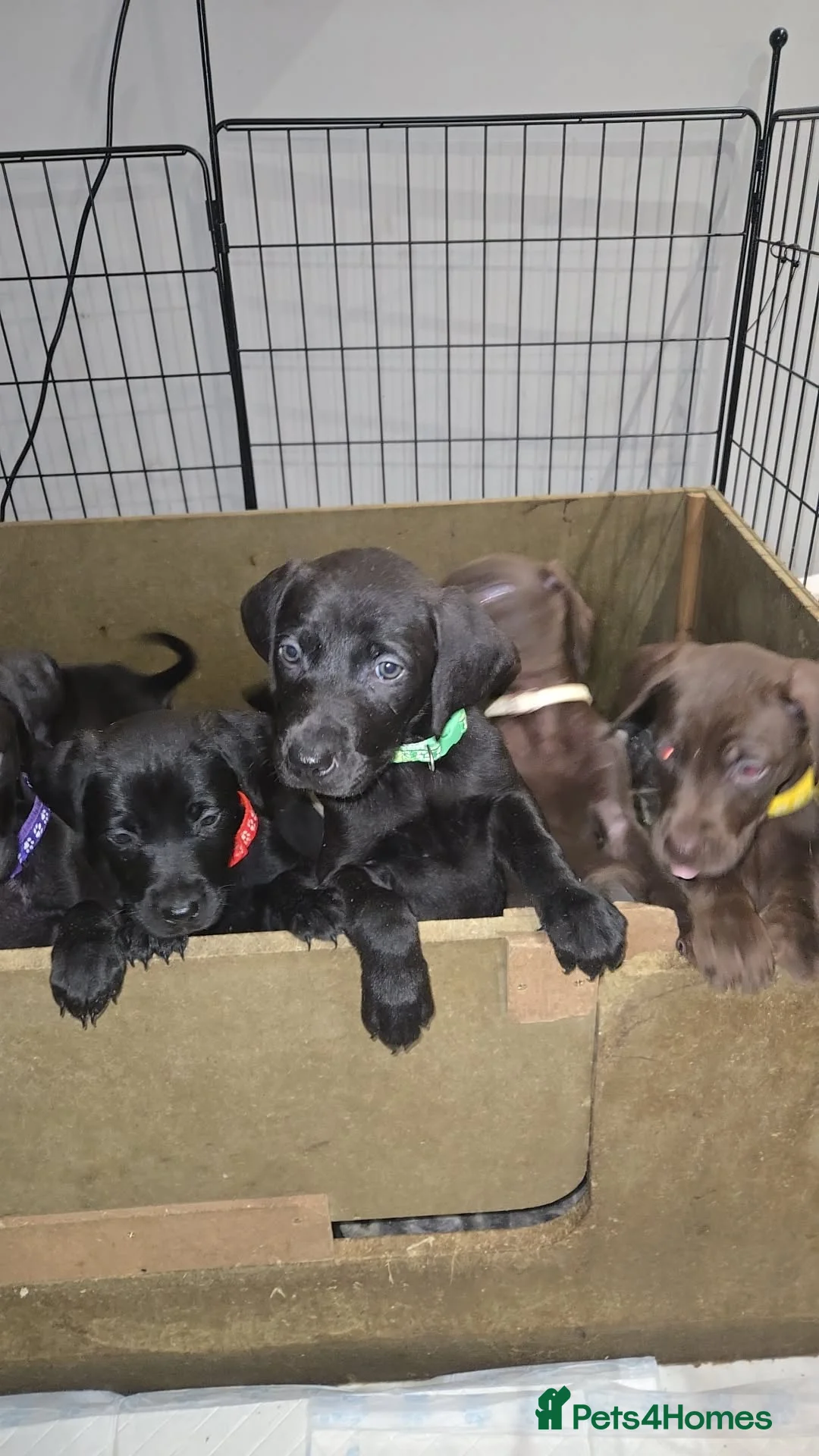 Mixed Breed dogs for sale: Doberman x Weimaraner Cross - Advert 16