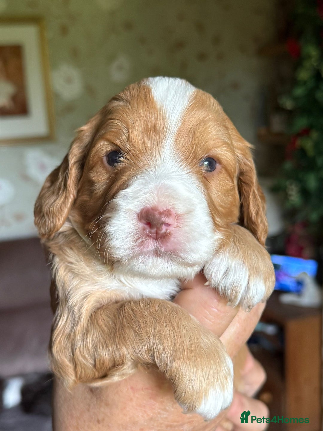 Cockapoo dogs for sale: F1 Cockapoos 5⭐️ Licensed Breeder Fully DNA Tested - Advert 12