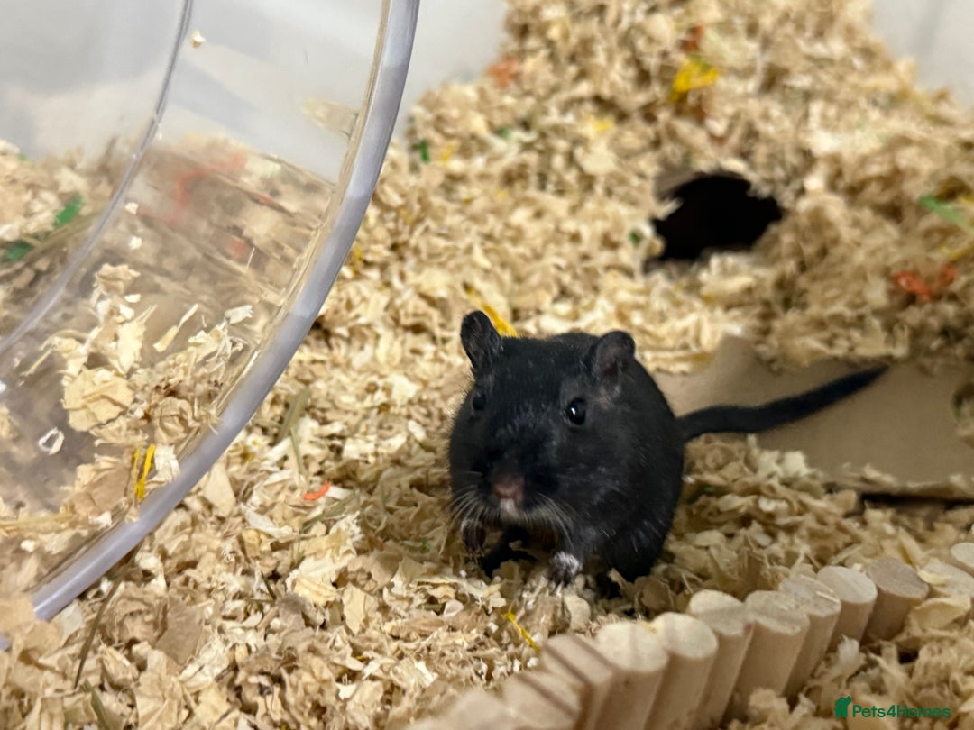 Gerbil rodents for sale: Male gerbil. OPEN TO OFFERS - Image 3