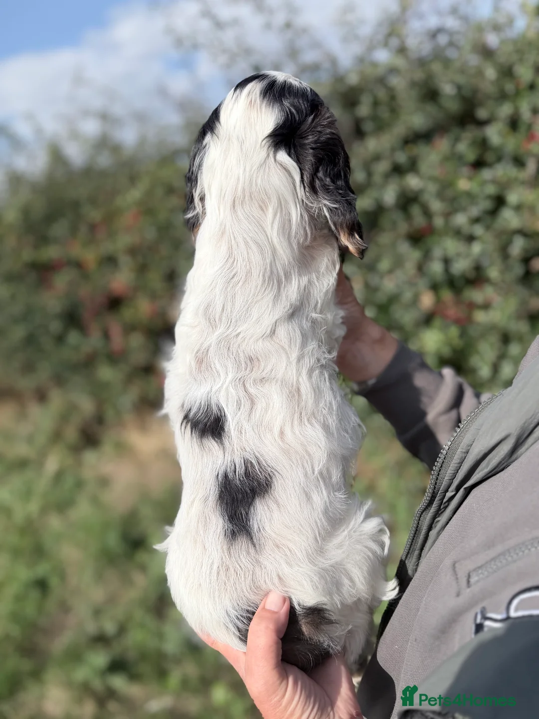 Cocker Spaniel dogs for sale: Kc reg show type cocker spaniel  - Advert 5