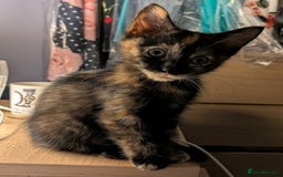 Domestic Shorthair cats for sale: Gorgeous Trio of Kittens to go together - Image 16