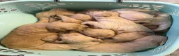 Golden Retriever dogs for sale: Gorgeous litter of 4G 5B pure golden retrievers.  - Advert 2