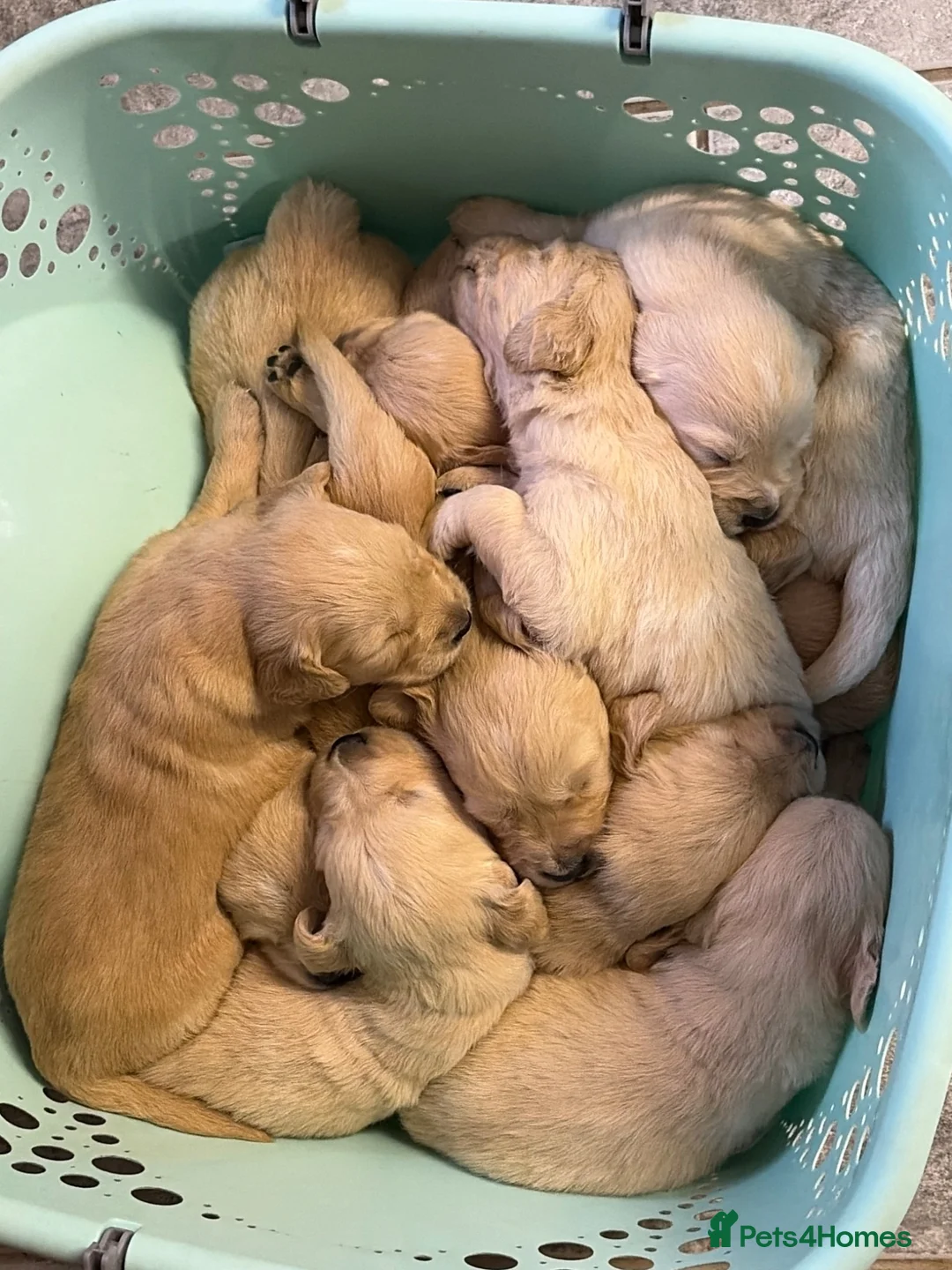 Golden Retriever dogs for sale: Gorgeous litter of 4G 5B pure golden retrievers.  - Advert 2