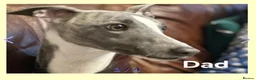 Whippet dogs for sale: KC reg Whippet puppies - Advert 13