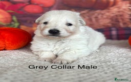German Shepherd dogs for sale: KC White & Black&Tan German Shepherd Puppies!👀🏡 - Image 7