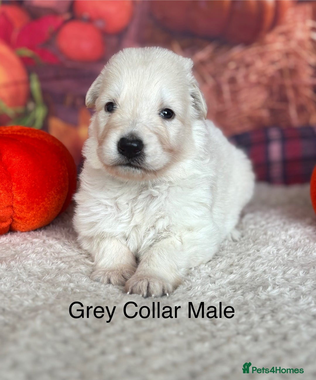 German Shepherd dogs for sale: KC White & Black&Tan German Shepherd Puppies!👀🏡 - Image 7