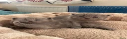 British Shorthair cats for sale: 🐱 Blue British Shorthair kittens 🐱  in Bournemouth - Advert 6