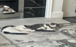 Scottish Fold cats for sale: Kittens  - Image 4