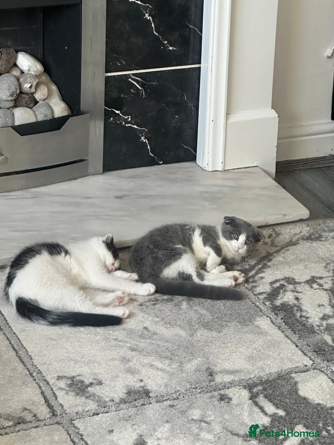 Scottish Fold cats for sale: Kittens  - Image 4