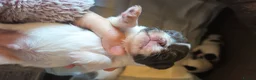 Chihuahua dogs for sale: Full pedigree long coat chihuahua lilac/chocolate - Advert 25