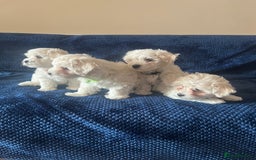 Bichon Frise dogs for sale: 4 adorable bichon puppy’s  - Image 2