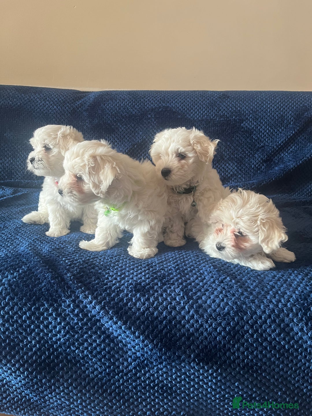 Bichon Frise dogs for sale: 4 adorable bichon puppy’s  - Image 2