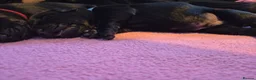 Labrador Retriever dogs for sale: Labrador black puppies  - Advert 26