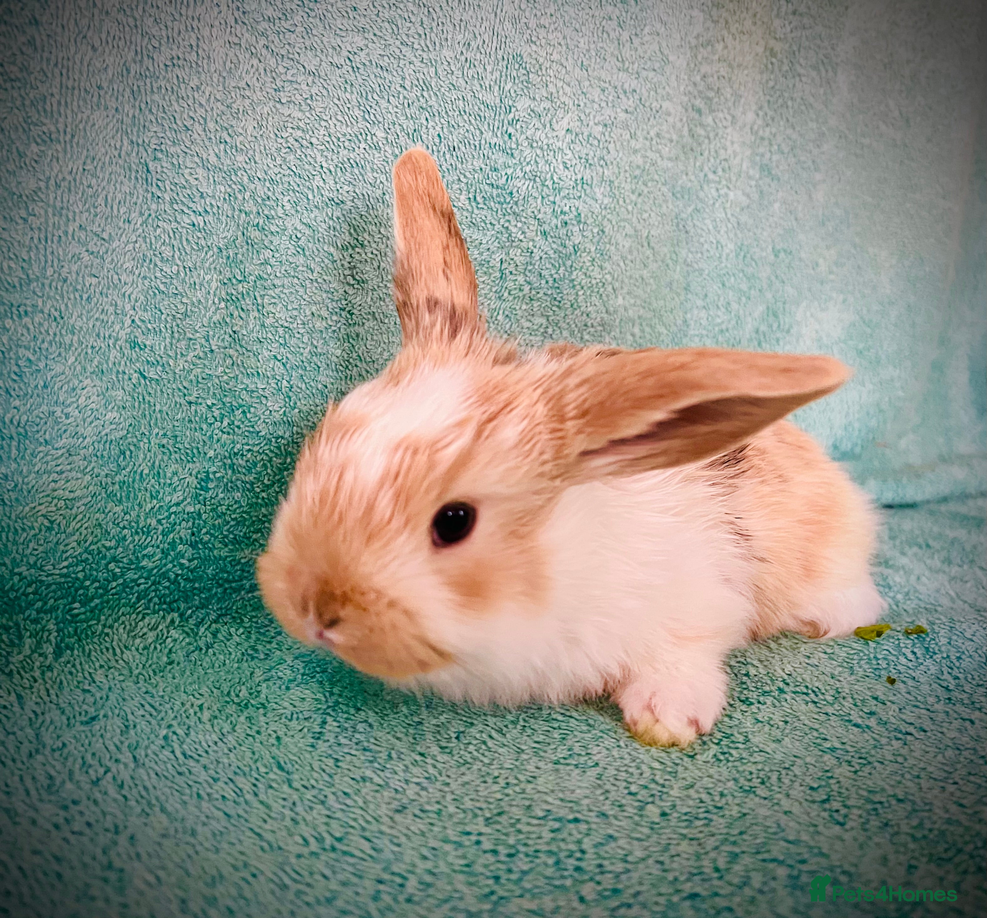 Mini Lop rabbits **LAST ONE** 6 wk old Mini Lop - Advert 18