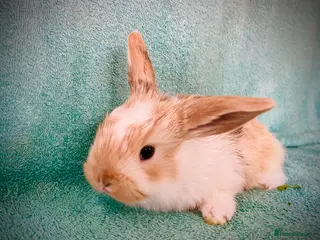 Mini Lop rabbits **LAST ONE** 6 wk old Mini Lop - Advert 18