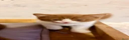Scottish Fold cats for sale: Pick and mix Scottish fold kittens  - Advert 17