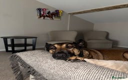 German Shepherd dogs for adoption: Adopt beautiful Skye! - Advert 6