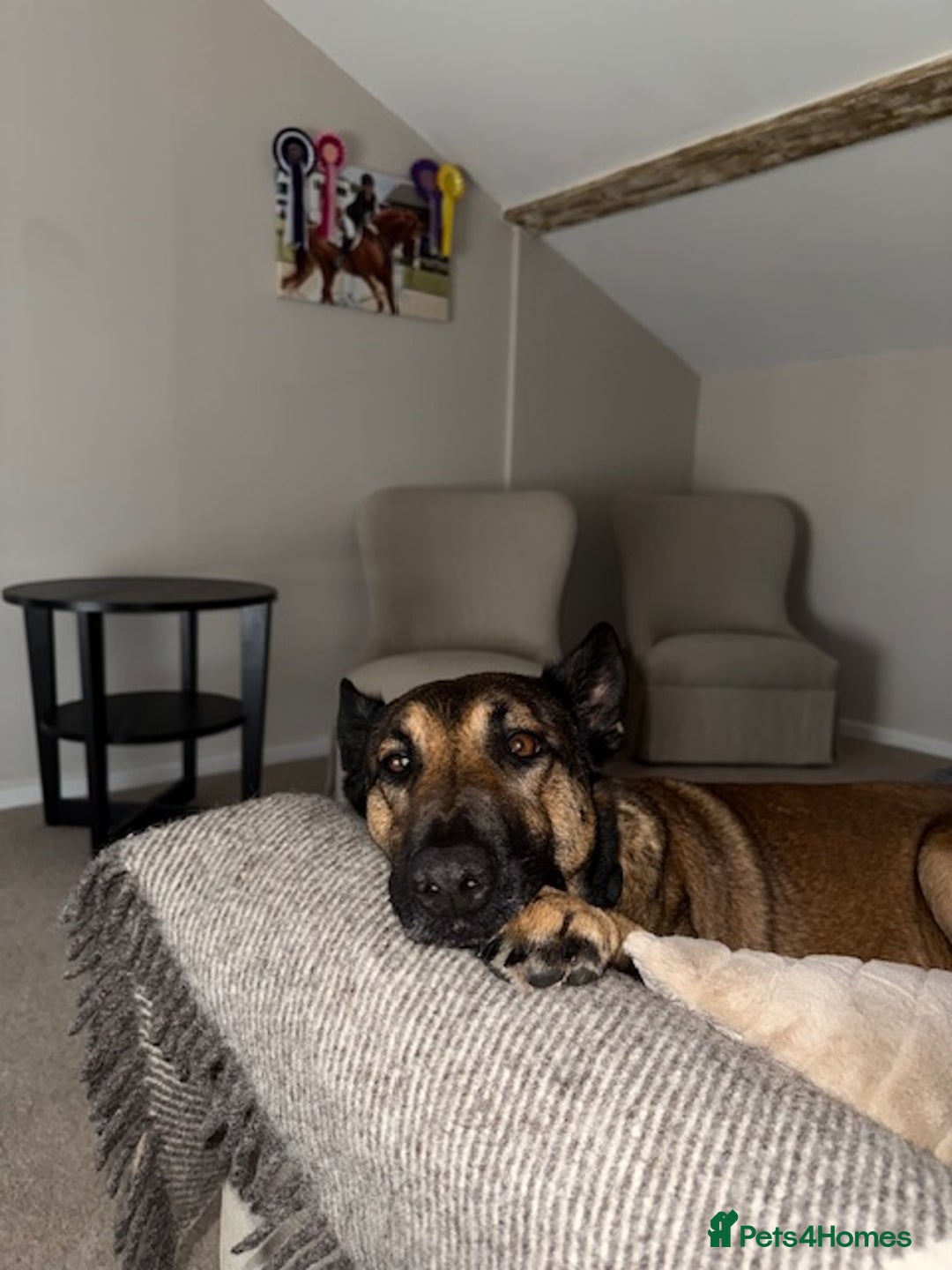 German Shepherd dogs for adoption: Adopt beautiful Skye! - Advert 6