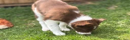 Border Collie dogs for sale: Exceptional Border collie pups  - Advert 3